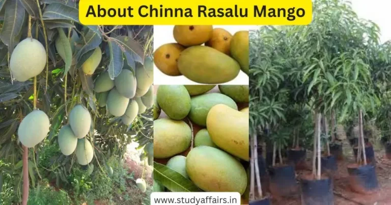 Chinna Rasalu Mango, also known as Chhota Rasalu. This is a special type of mango variety. These mangoes are characterized by their sweet