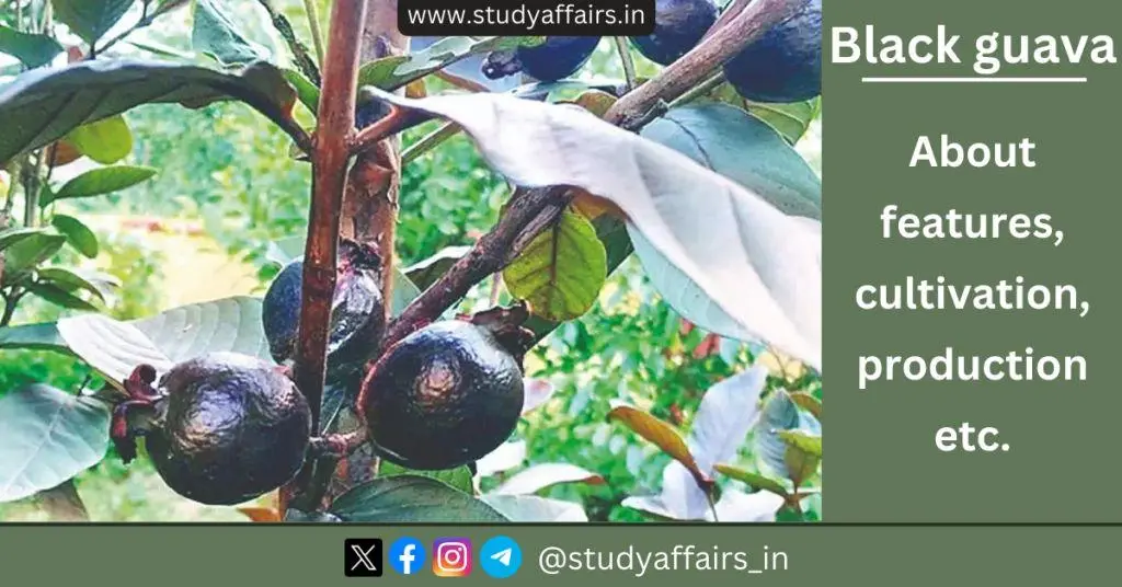 Black guava fruit is called the king of guavas. Black guava has been developed at Bihar Agricultural University